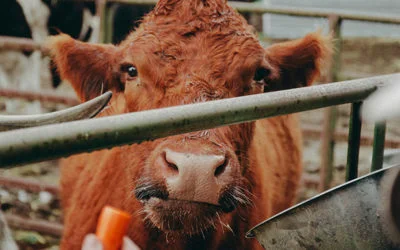Animal Feed Nicholasville – The Complete Guide to Quality Nutrition for Livestock and Pets