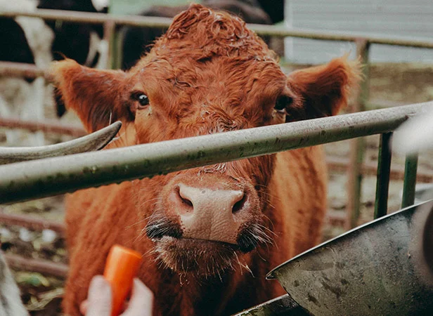 Animal Feed Nicholasville – The Complete Guide to Quality Nutrition for Livestock and Pets