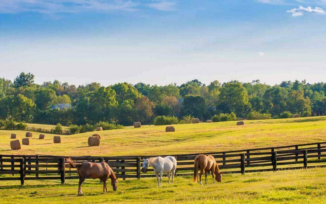 Discovering Hall’s Farm & Feed: Your Premier Farm and Feed Store