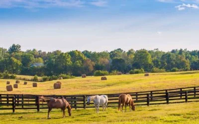 Discovering Hall’s Farm & Feed: Your Premier Farm and Feed Store