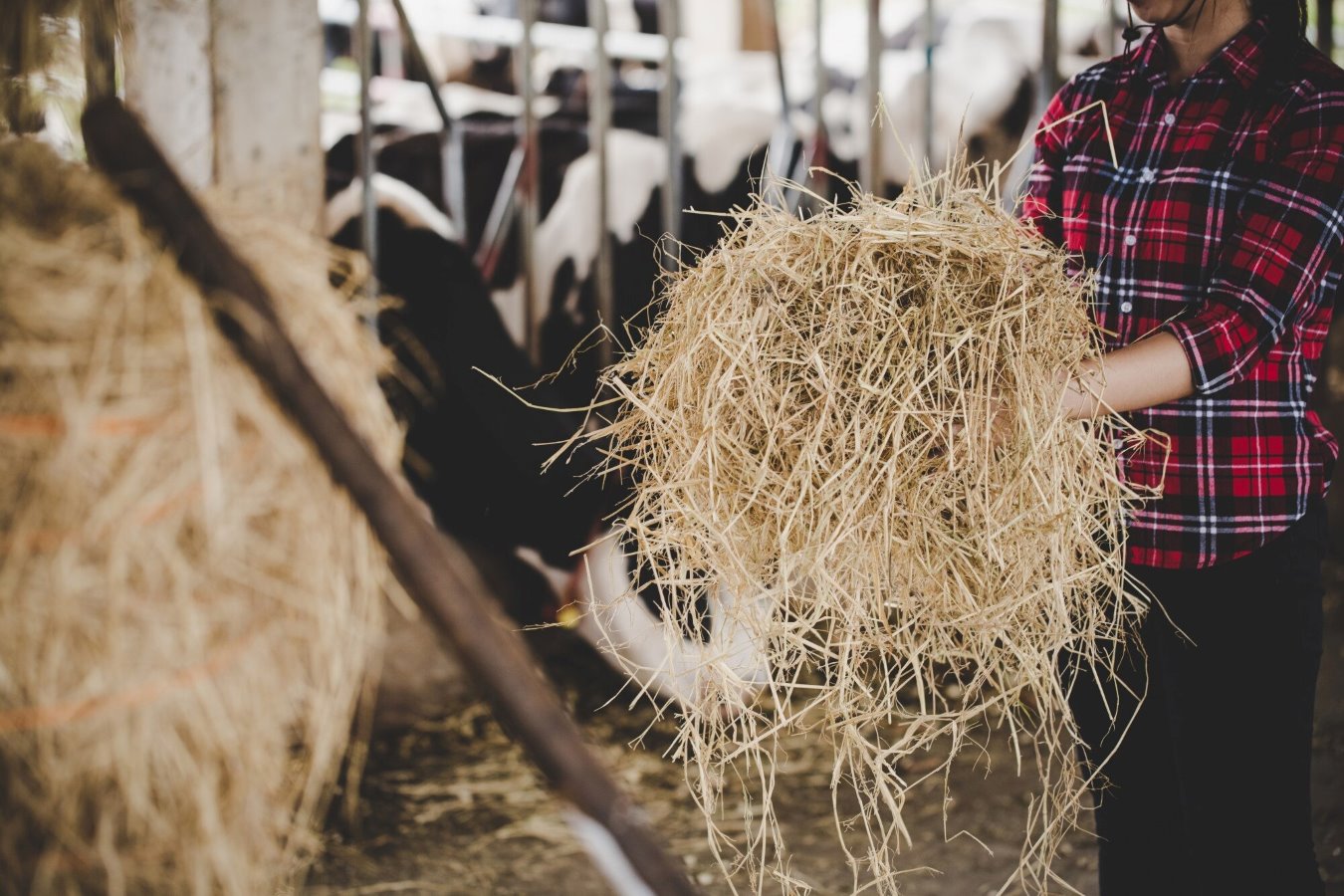 Farm Feed Store Nicholasville KY - Hall's Farm & Feed Person in a red plaid shirt holds a large bale of straw in a barn with cows in the background.