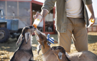 Finding the Best Farm and Feed Store for Your Farm and Animals