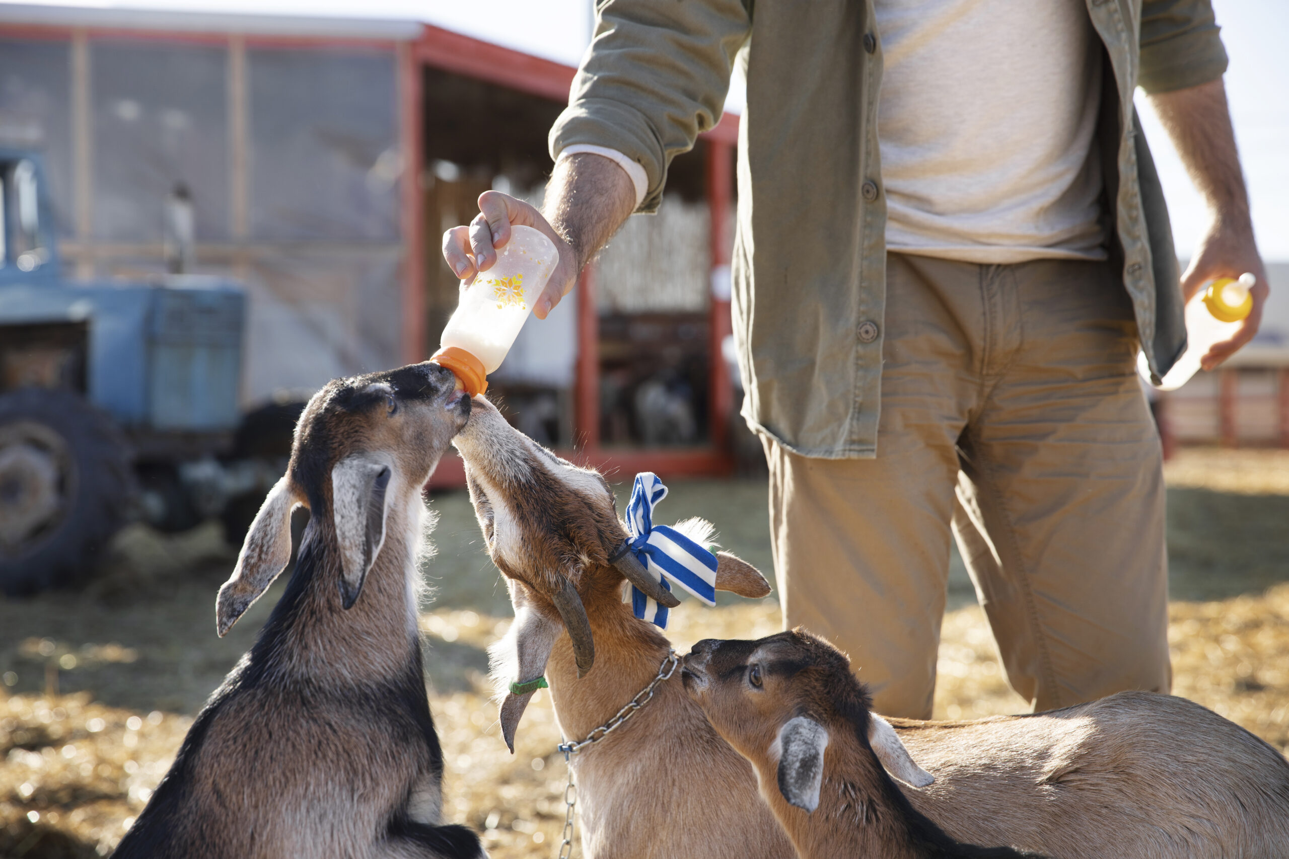 young-farmer-feeding-his-goats-milk-from-bottle-farm Goats drinking milk from a bottle handed by a person in beige clothing outdoors on a farm.